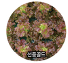 2021년 대한민국우수품종상 권농종묘 선풍골드(상추) 대통령상 수상