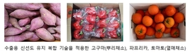 ‘뿌리채소․열매채소’ 한 배로 수출하는 기술 확립