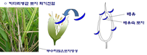 ‘볍씨 소독’으로 벼 키다리병, 벼잎선충 방제한다