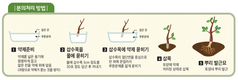삽목·삽묘 필수품!! 뿌리발근 촉진으로 작물 생장을 탁월하게