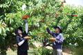 연구용 ‘체리’ 수확하는 날!