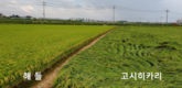 수요자 참여형 품종개발연구(SPP), 외래 벼 대체 성과 거둬
