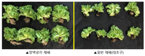 시설원예 고온 피해 줄이고 생산성 높이는 냉방기술로 소득 60% 쑥