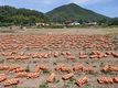 사용해본 농가가 만족하는 차별화된 동오시드 양파 3총사