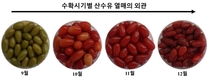 일찍 수확한 산수유 열매, 항비만 활성 더 높아