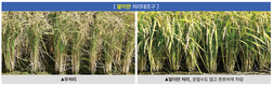 ㈜남보 ‘알이찬’으로 낱알 크고 꽉 찬 ‘새청무’
