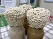 겨울 버섯 ‘팽이’로 맛과 건강 잡으세요