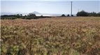 제주도 색깔 보리 재배 확대 및 산업 활성화 방안 찾는다