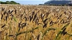 제주도 색깔 보리 재배 확대 및 산업 활성화 방안 찾는다