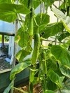 (주)경농의 동오시드 신품종! 벌써 관심 집중!