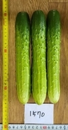 (주)경농의 동오시드 신품종! 벌써 관심 집중!