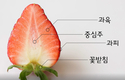 겨울 대표 열매채소 ‘딸기’로 입맛 살리고 건강 챙기고