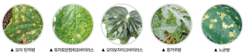 맛도 외관도 수량도 모두 잡았다