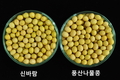 농촌진흥청, 농진원 통해 콩 신품종 보급 특성·재배 방법 소개