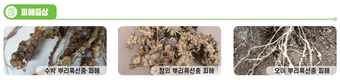 토양 속 보이지 않은 위험, ‘뿌리혹선충’