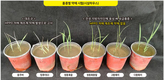 HPPD 저해 제초제, 전국 지방자치단체 육성 벼 보급품종 안전성 연구