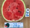수박 주산지서 ‘당도 최고’ 품종 입증