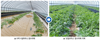 침수 농경지 농작물 피해 예방 특효 ‘쏘일브릭스’