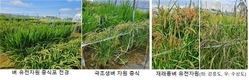 ‘110년 전 벼’ 선보이는 재래벼 유전자원 현장 평가회 개최