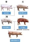 ‘우리흑돈’ 교잡돈, 국내 돼지 생산체계에 시범 적용