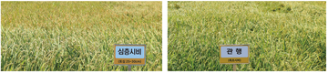 농경지 암모니아 저감 위한 심층시비 기술