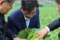 한훈 농식품부 차관, 김장용 가을배추 주산지 방문, 생육 상황 등 점검