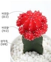 보석처럼 화려한 ‘비모란 선인장’ 수출용 계통 선보여