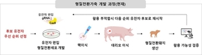 몸속에서 유전자 가위 발현하는 돼지 개발