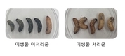 곤충 바이러스병‧곰팡이병 피해 최소화하는 기술 개발
