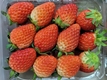 수출 딸기, 더 맛있게 잘 익은 상태로 보낸다