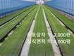 기계로 심기 좋은 양파 모종, ‘육묘온실’에서 키운다