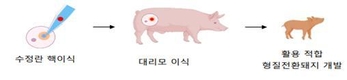 형질전환 돼지 생산 효율 높이는 배양법 개발