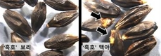 검정보리 ‘흑호’ 맞춤형 맥아 제조 기술 개발