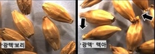 검정보리 ‘흑호’ 맞춤형 맥아 제조 기술 개발