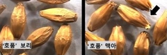 검정보리 ‘흑호’ 맞춤형 맥아 제조 기술 개발