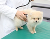 반려동물 의료, 최신 연구 성과 한자리에