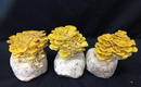 혈관 건강에 좋은 ‘노랑느타리버섯’ 여름 입맛 살려