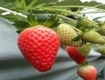 우리 여름딸기, 맛 좋고 항산화 물질 풍부