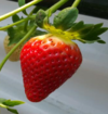 우리 여름딸기, 맛 좋고 항산화 물질 풍부