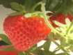우리 여름딸기, 맛 좋고 항산화 물질 풍부
