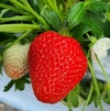 우리 여름딸기, 맛 좋고 항산화 물질 풍부