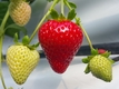 우리 여름딸기, 맛 좋고 항산화 물질 풍부