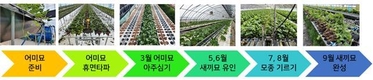 ‘딸기 모종’ 쑥 크는 8월, 양분 관리 중요