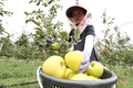 맛도 금메달! 여름 사과 '골든볼' 수확