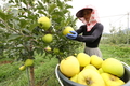 맛도 금메달! 여름 사과 '골든볼' 수확
