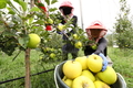 맛도 금메달! 여름 사과 '골든볼' 수확
