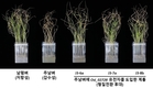 벼 키다리병 저항성 유전자 분리 “정밀‧신속 품종 육성 기반”