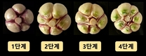 초록 마늘 ‘홍산’ 색 잘 살리는 재배 비결 있다