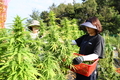 먹어도 됩니다! '식품용 대마' 수확 한창