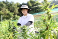 먹어도 됩니다! '식품용 대마' 수확 한창